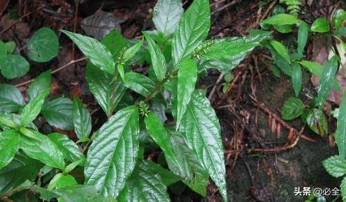 中草药植物种植前景好，你可知道这些中药材种植效益这么高？