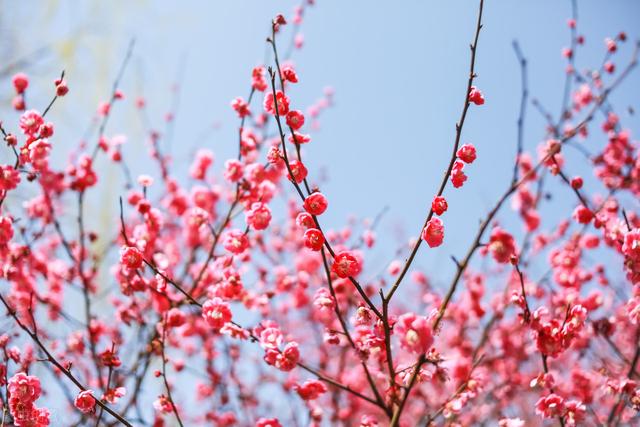 关于腊梅为冬春园景花木，有浓烈芳香，腊梅的栽培管理你了解吗？