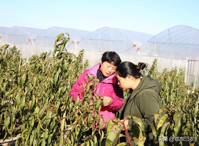 农村种植冬桃，亩收益高达30000元，能填补冬季水果市场