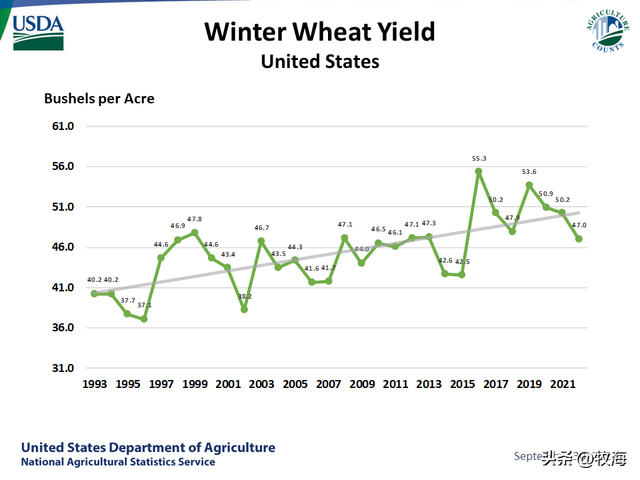 中国小麦：一亩产量有多少斤？比美国、印度小麦高产，优势在哪？