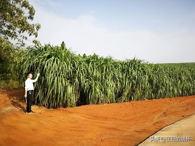 亩产30吨可收割15年，价值是玉米的10倍，种植巨菌草真这么赚钱？