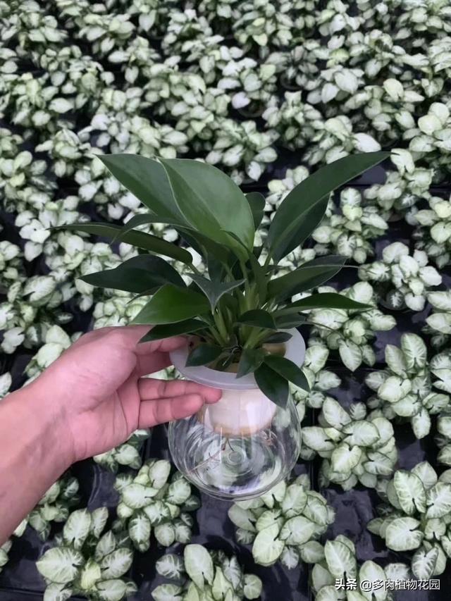 植物要想水培成功，这几个方面要注意