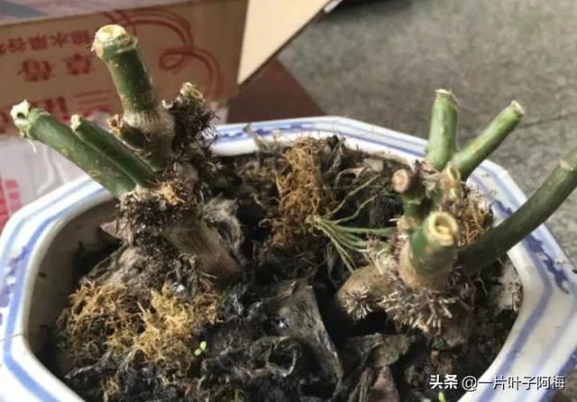 花长“胡须”有好有坏，处理好了就爆棚，搞不好就整盆枯死