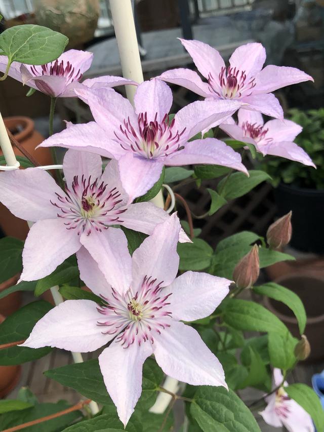 北阳台养啥花？这款铁线莲很适合，耐阴好养，能给你一面花墙