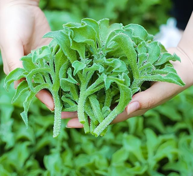 冰菜：蔬菜界的“颜值王”，茎叶长满“冰珠子”，夏季吃冰凉爽口