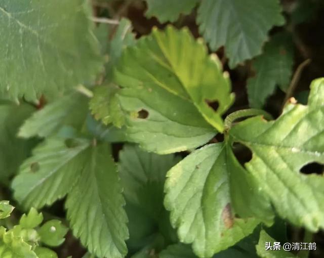 盆栽龙吐珠3种“毁颜”病害，巧妙矫正，红珠吐完一颗又一颗