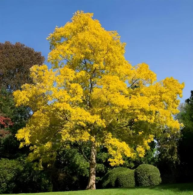 北方槐树今夏为什么玩了命地开花？花有毒，千万别吃