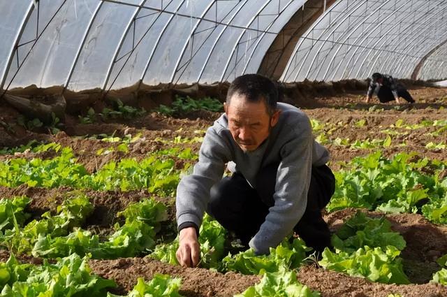 农业种植与土壤质量的关系研究