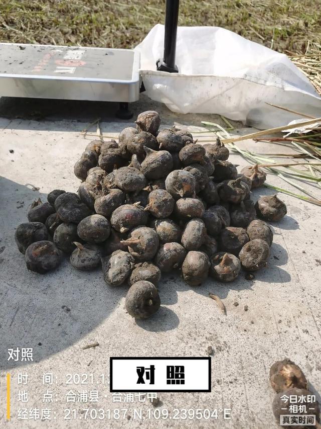 广西荸荠测产结果来啦！这样种，又大又甜，产量还高