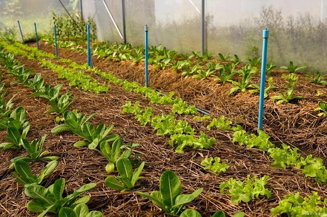 农业种植与土壤质量的关系研究