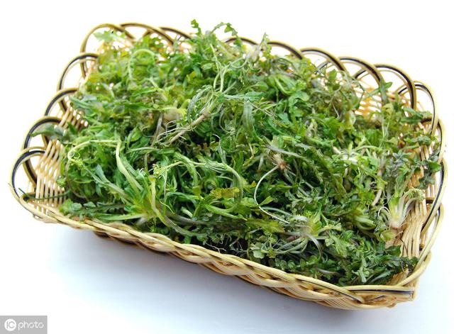 农村最常见的野菜，按照这6个要点种植，每亩地收入5000元