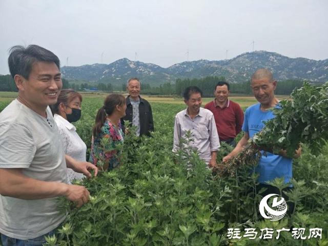 泌阳：“种草”也能发家 走上致富路