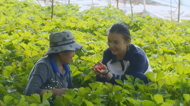 “大棚经济”实现农民的致富梦