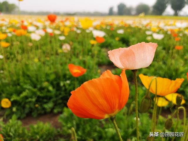 虞美人，总是容易死株？养护知识掌握好，植株健壮，花量繁多