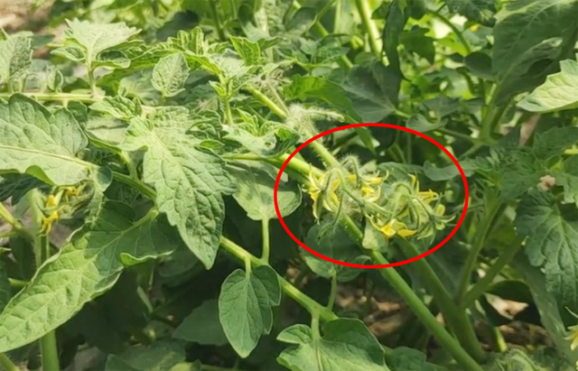 栽种番茄，第一个果为啥要摘掉？改掉3个坏习惯，番茄又大又多