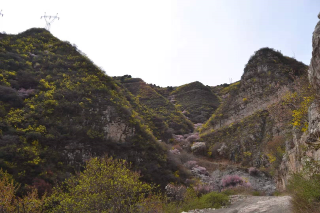 永济虞乡扶窑村：大山深处，山路陡峭，生产高山西红柿