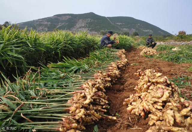 生姜种植技术：生姜进入收获季节，如何种好生姜？