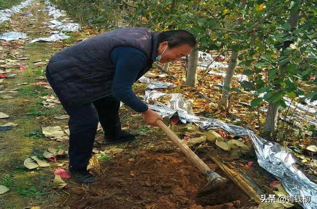 “双矮”苹果高效栽培技术