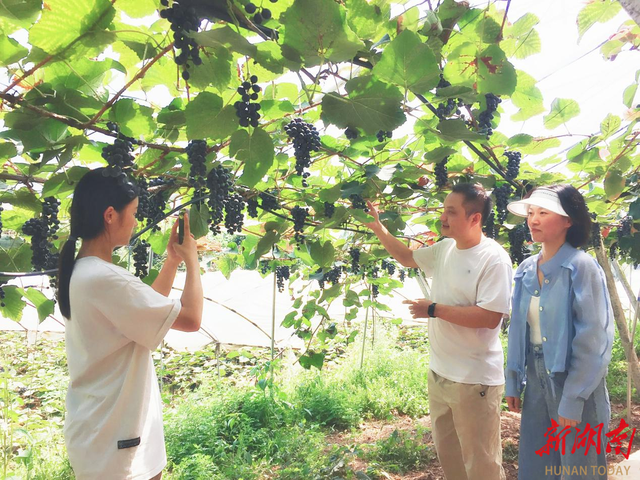 吉首市铁岩村的高山刺葡萄熟了