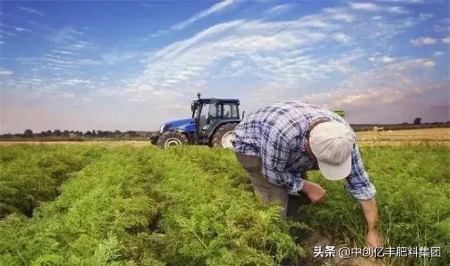 胡萝卜的种植方法与流程，一起来看一下吧