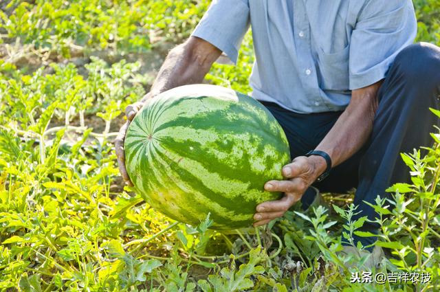 小麦、西瓜、朝天椒高效种植模式，赶快学起来