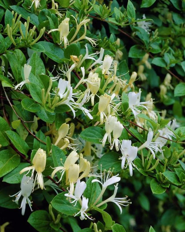 种在院子里最绝佳选择的几种爬藤植物花卉，你家种了吗？