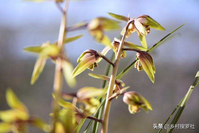 网购兰花怎么种植？记住这4条操作要领，只需要一个月就能成活