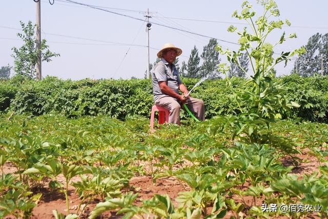 2021年热门中药材，自带地下害虫免疫系统，亩种植成本千元左右