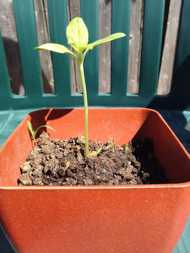 盆栽向日葵播种和育苗养护攻略，在花盆中灿烂开花的耐晒植物