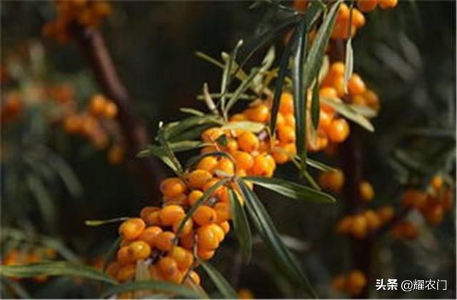 沙棘果种植技术，学会以下几点种植管理方法，才能有效高产