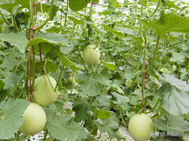 农民种植香瓜，怎样管理，瓜大香又甜