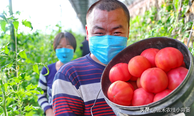 秋茬茄果蔬菜初果期巧管理，苗棵壮、结果多、膨果快、产量高