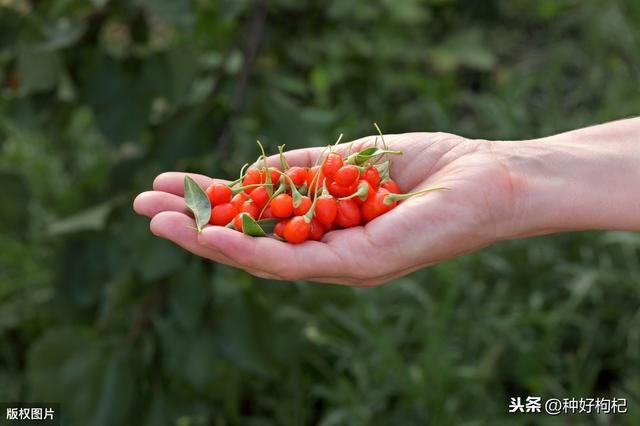 想要种植枸杞么？一次给你说清楚枸杞种植技术的七大步骤