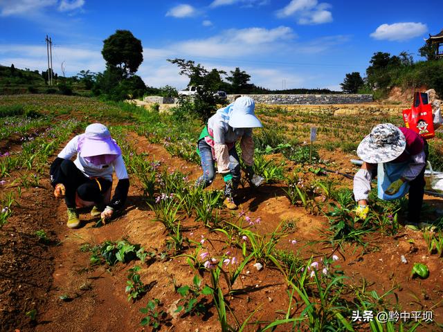 平坝区天龙镇白芨种植基地：白芨花开 开出村民致富路