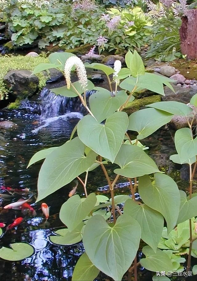 推荐适合池塘种的16种植物