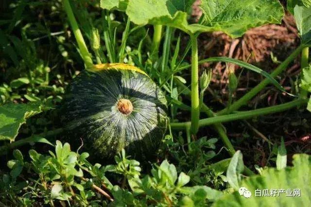 南瓜种植技术，中国南瓜露地栽培应怎样进行中耕除草？