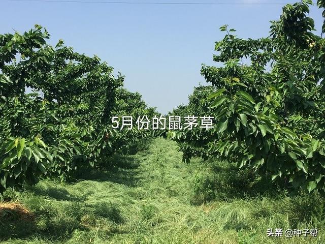 果园披上“绿色地毯”，果园种植鼠茅草后，5年不需要除草