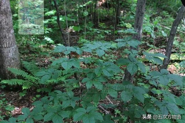 谈谈云南的野菜“刺五加”