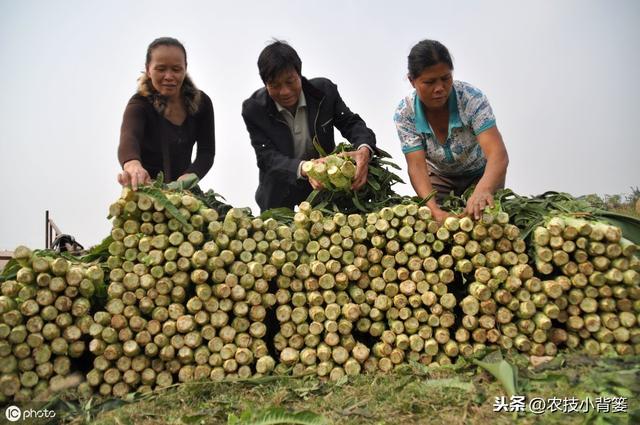 莴苣种植上市晚、产量低？9个种植管理细节手把手教你夺高产