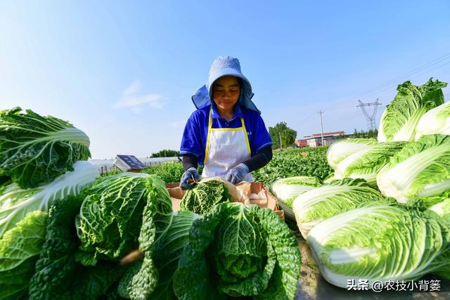 如何才能种好大白菜？这3个方面一定不能忽视