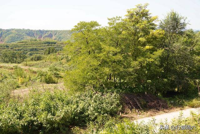 山西农村大叔有家传“神草”，防治蚊虫叮咬有奇效，看长啥样