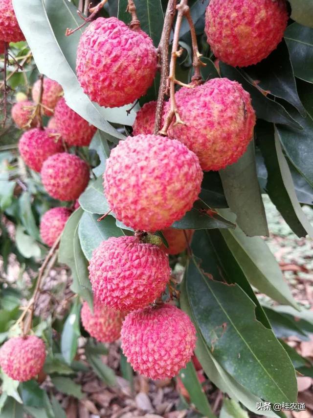 荔枝能大面积推广种植吗？太北太南不行，太暧太冷也不行