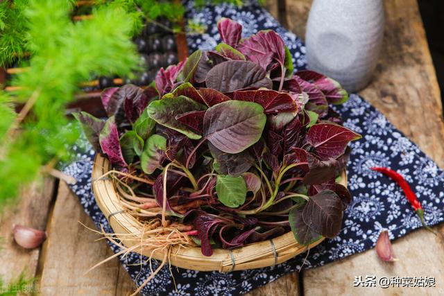 秋季种些红苋菜红菜薹，红红火火，栽培简单，不妨一试