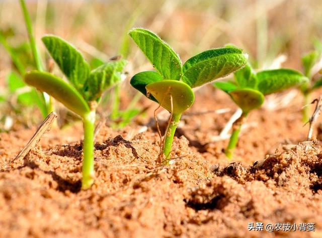 大豆用什么拌种？怎样播种能够整齐出苗？种植多大密度能够高产？