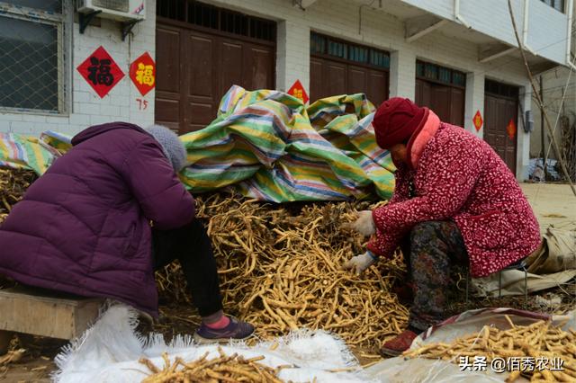 致富有技巧：农村人外出打工年挣8万多元，仍不耽误种植中药材