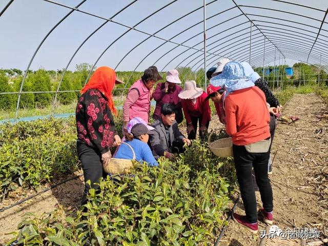 李境会走出的有机茶“高端路”