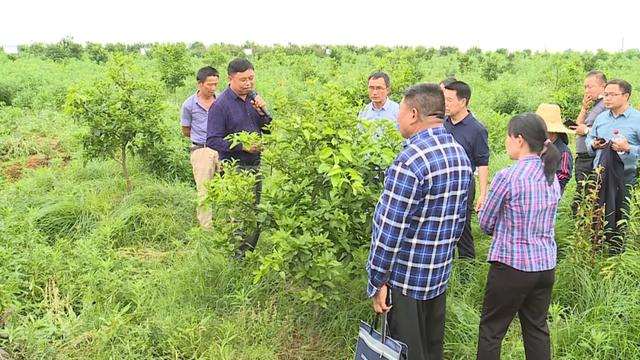 4位专家到新干传授枳壳种植技术，含金量很高