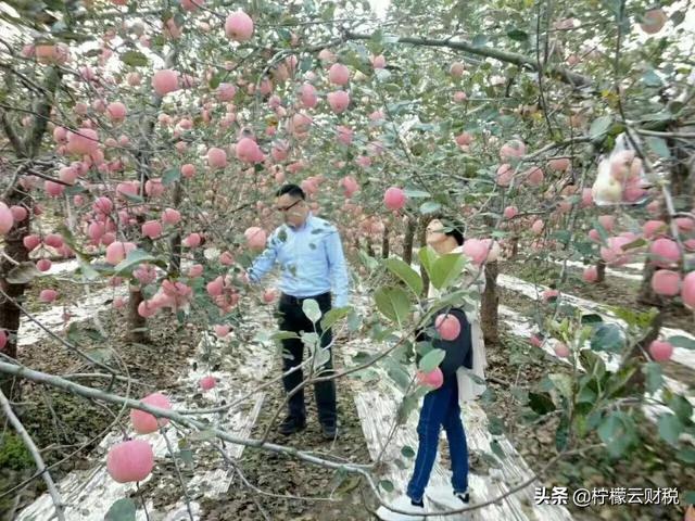 会计头条：种苹果的会计分录