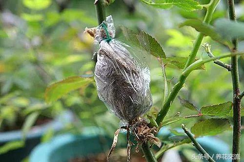 用这种方法繁殖月季花成功率特高，比扦插繁殖还要容易