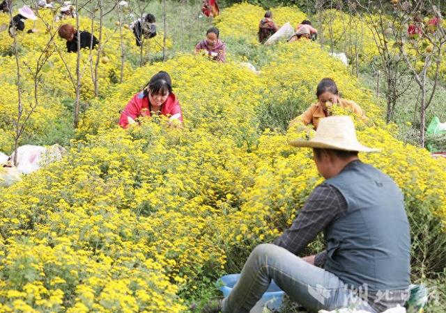 巴东绿葱坡：神农香菊采收忙